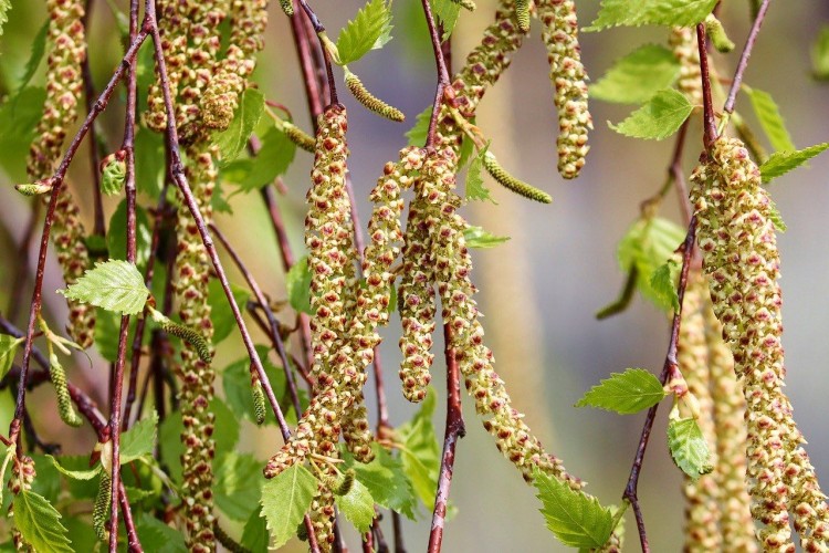 Birch Seeds in Germany