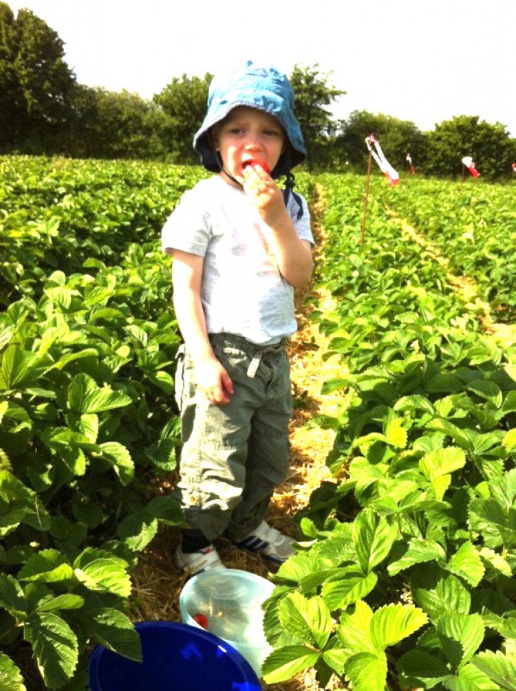 Strawberry Picking in Stuttgart Region