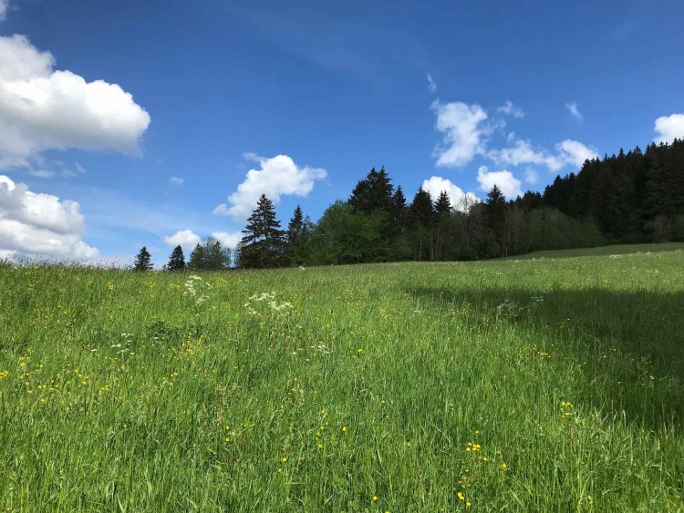 Meadow in Oberstaufen - a great holiday region in the Allgäu.